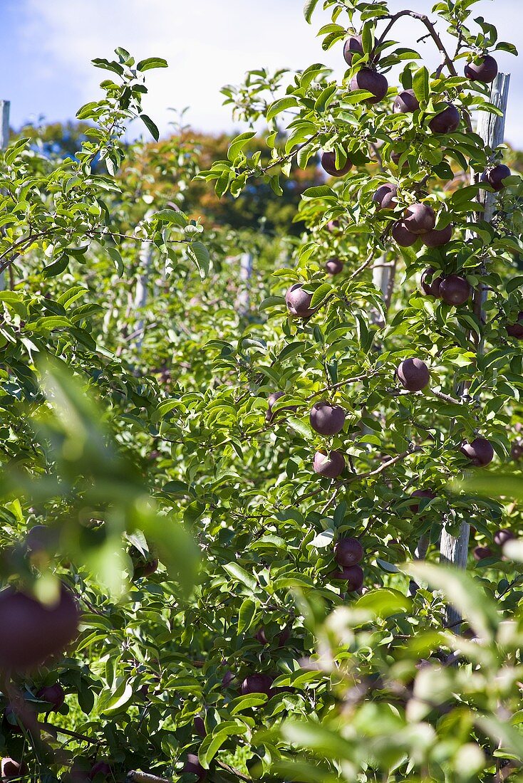 Violettrote Äpfel in einer Apfelbaumplantage