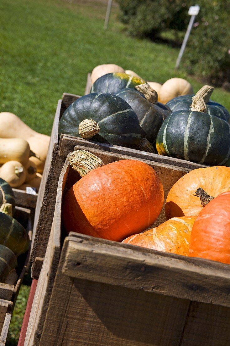 Variety of Squash in Outdoor Crates