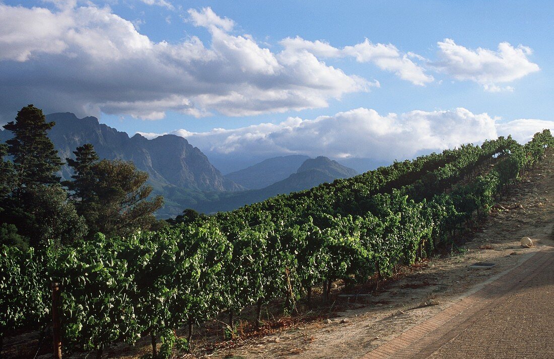 Weinbaugebiet Franschhoek, Südafrika