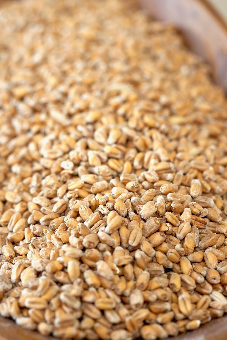 Wheat Barley Beer Mat, Close Up