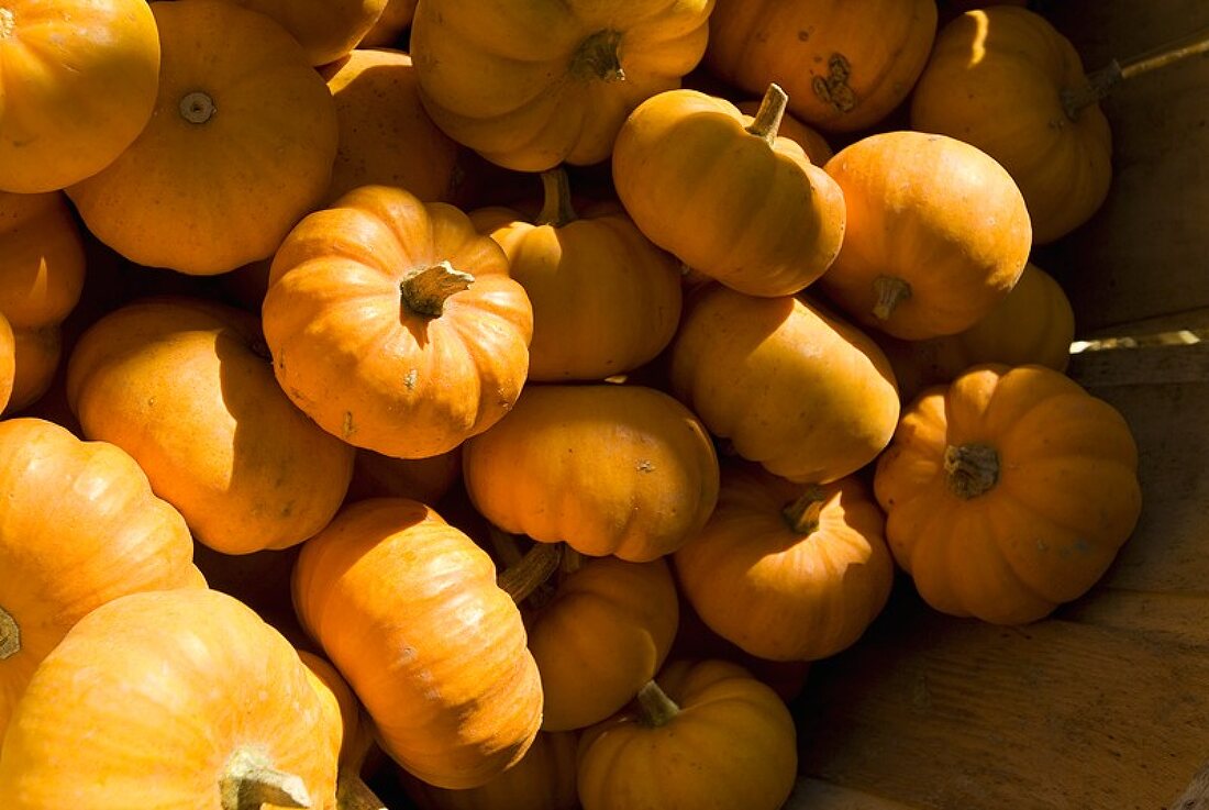 Many Whole Pumpkins