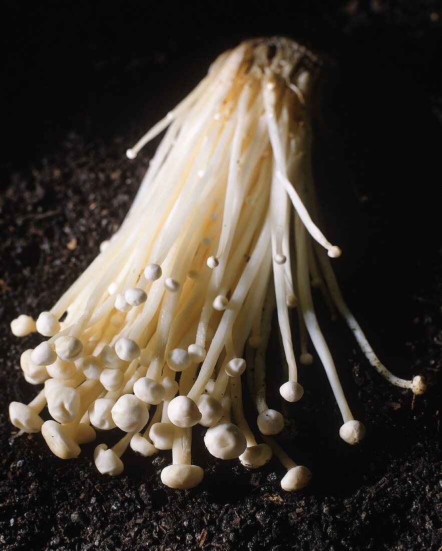 Fresh Enoki Mushrooms