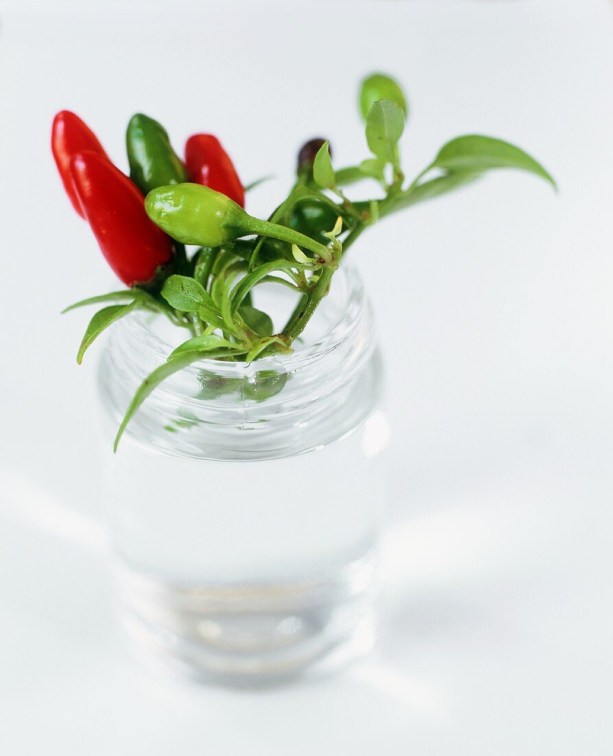 Branch of Red and Green Chili Peppers in a Jar