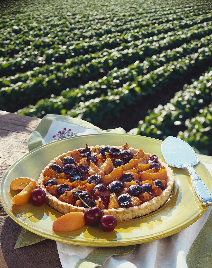 A Cherry and Apricot Tart with View