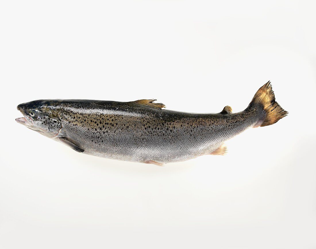 A Whole Uncooked Salmon