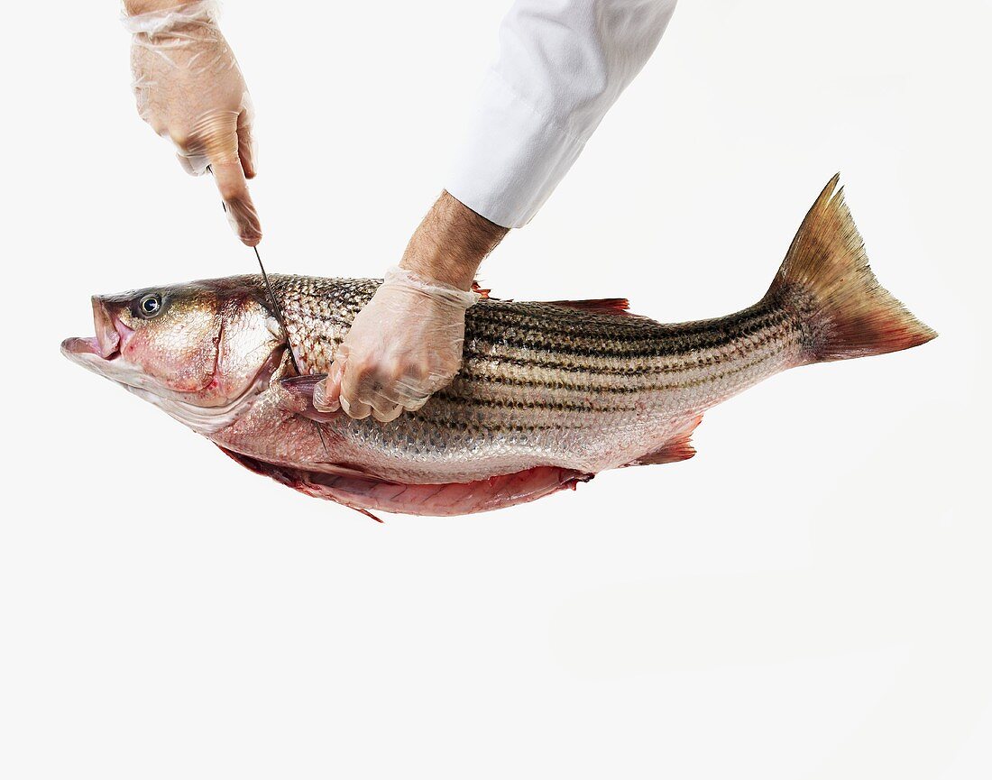 Removing the Head from a Whole Uncooked Sea Bass