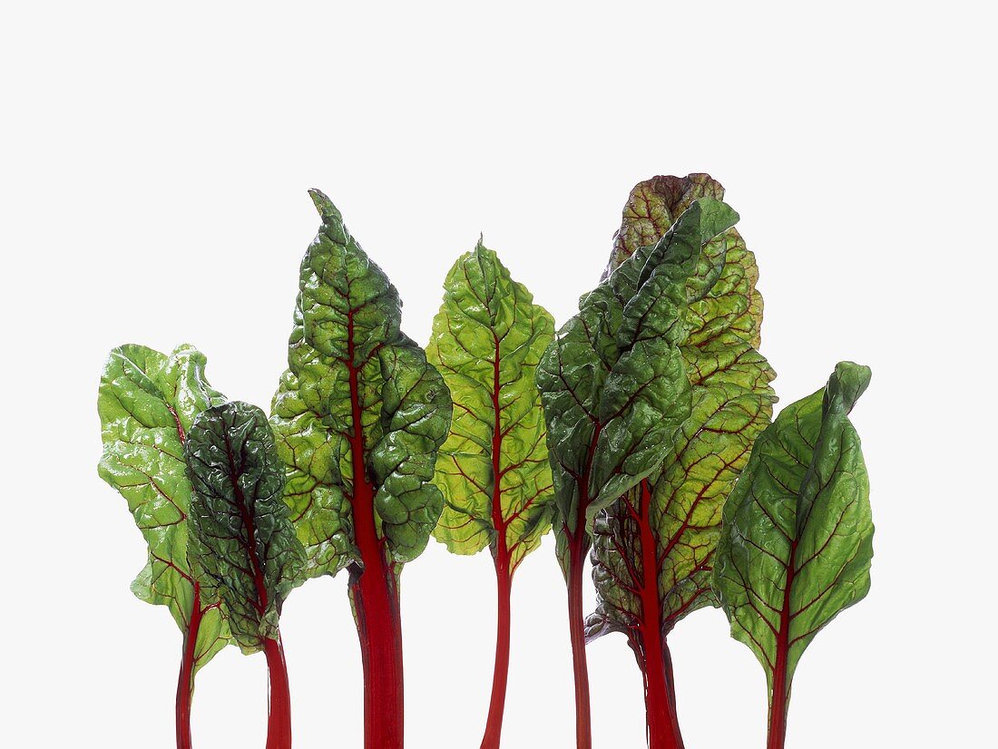 Red Chard Leaves