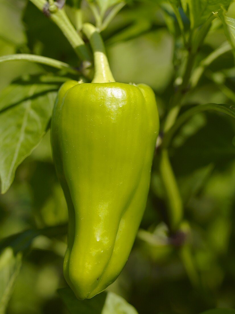 A Pepper Growing in the Garden