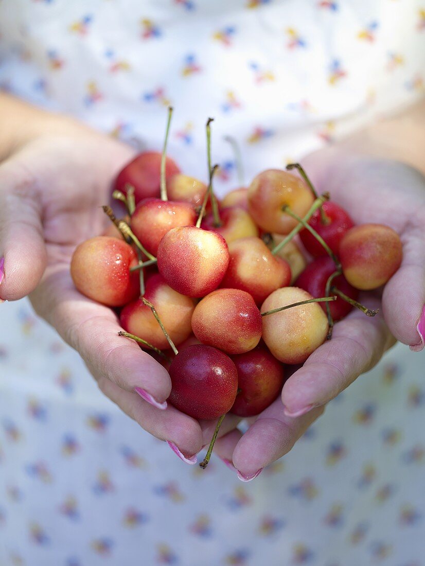 Hand Holding White Cherries