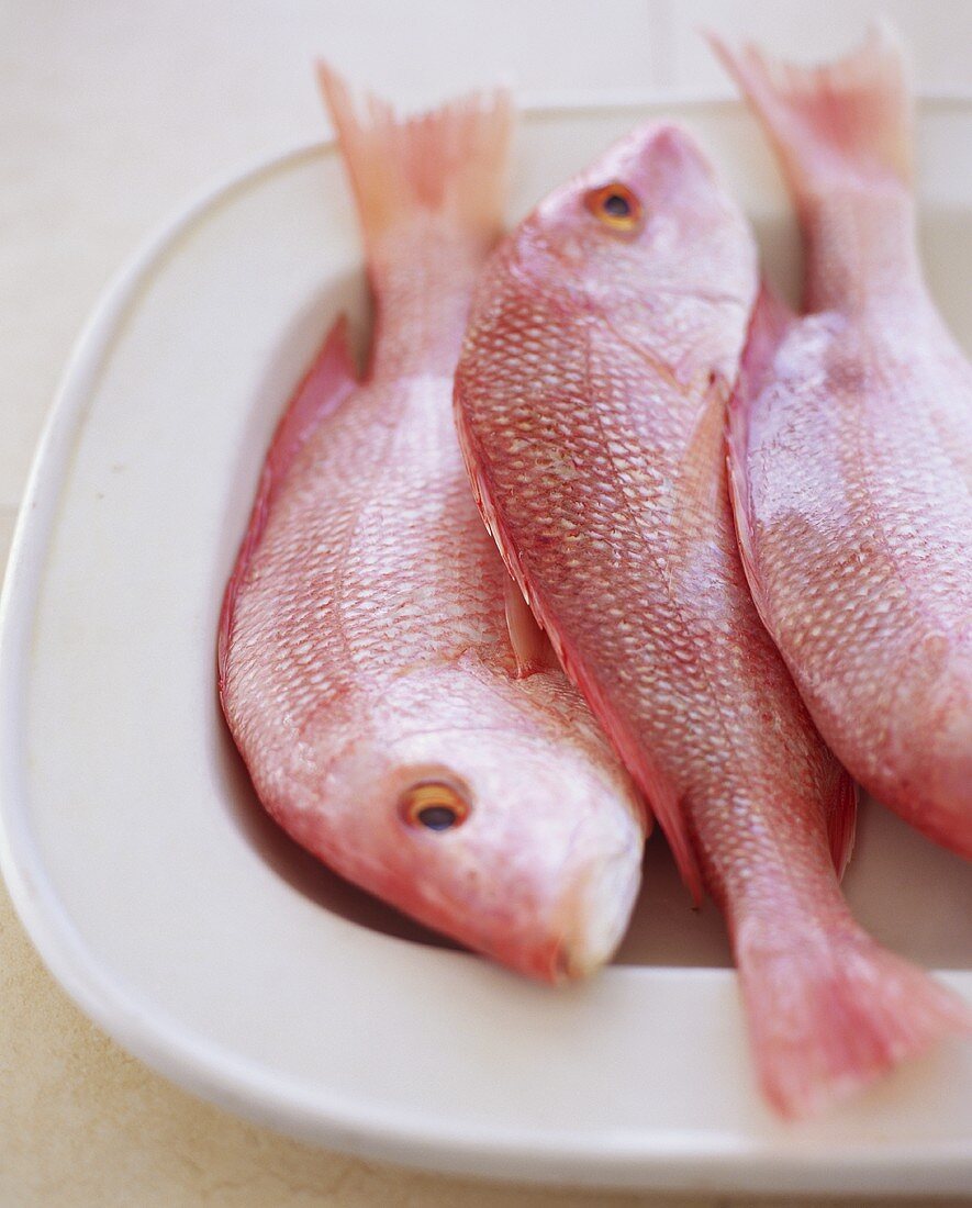 Three Red Snappers on a Dish