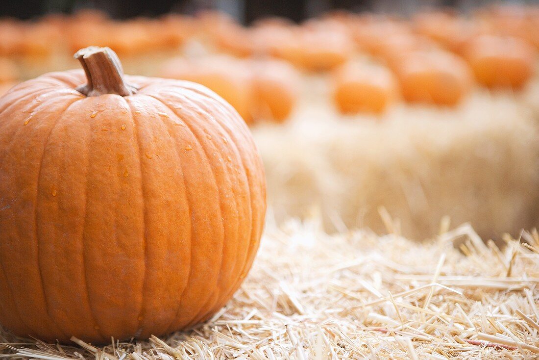 Pumpkin on Hay Bail; Many Pumpkins on Hay in Background