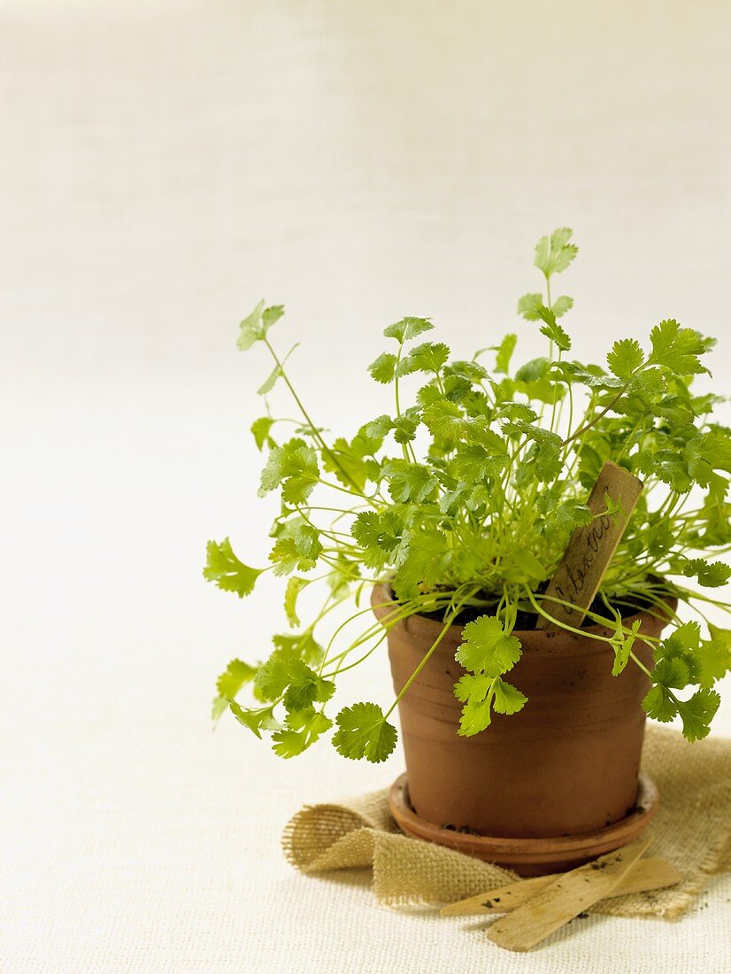 Potted Cilantro Plant