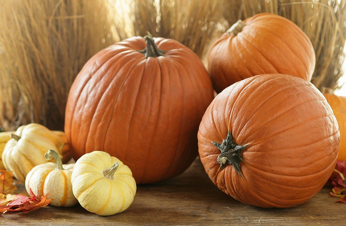Autumn Scene with Assorted Pumpkins 