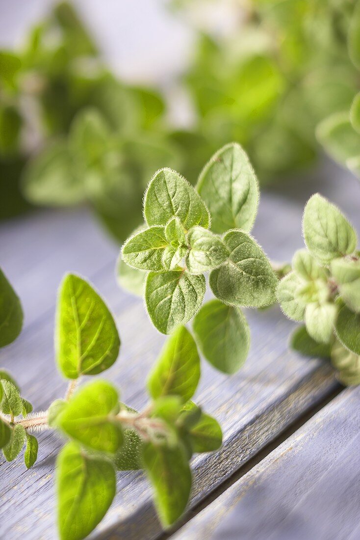 Fresh Oregano on Wood