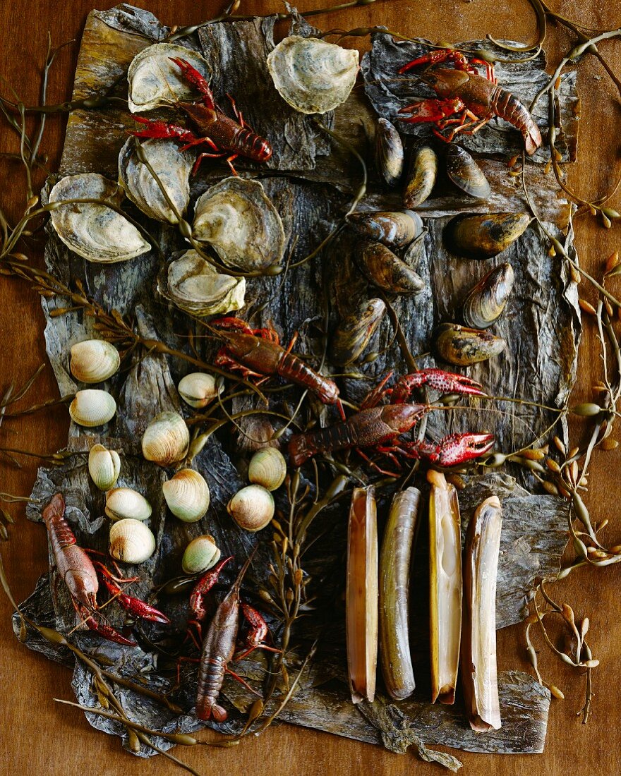 Various Shellfish on Seaweed