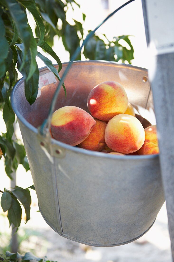 Bucket of Peaches Hanging on a Ladder
