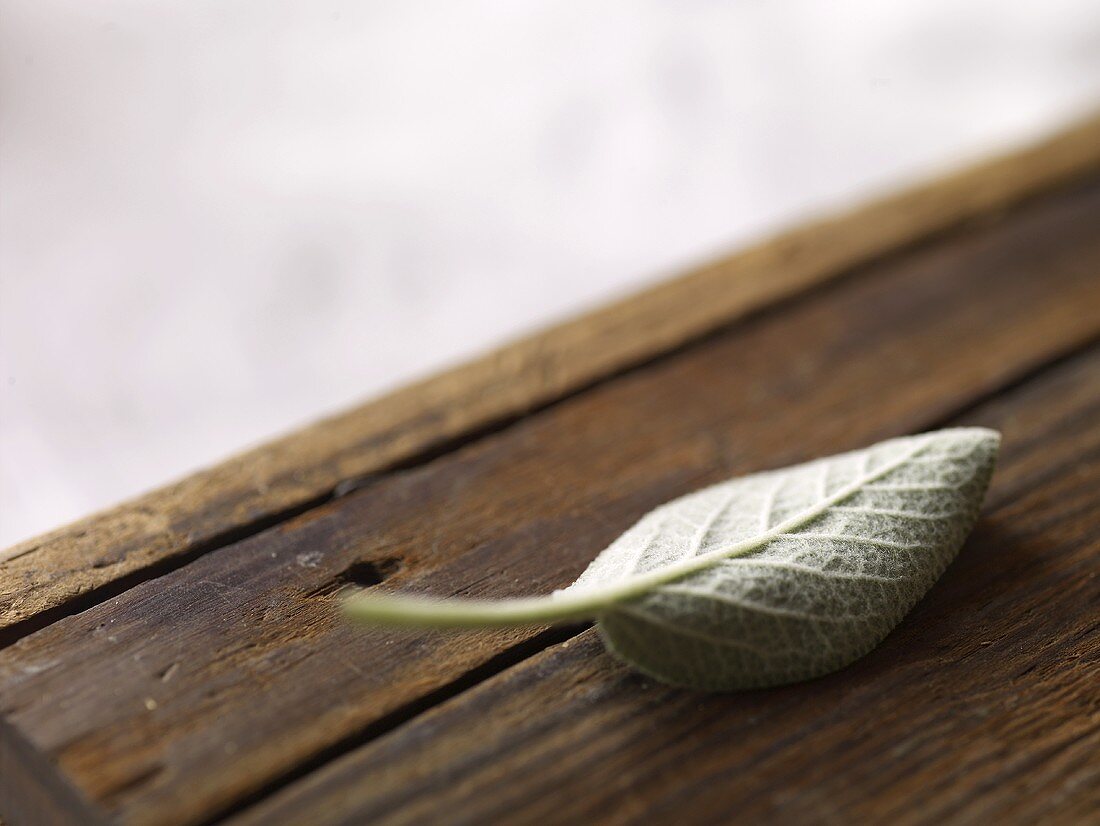 Single Sage Leaf on Wood