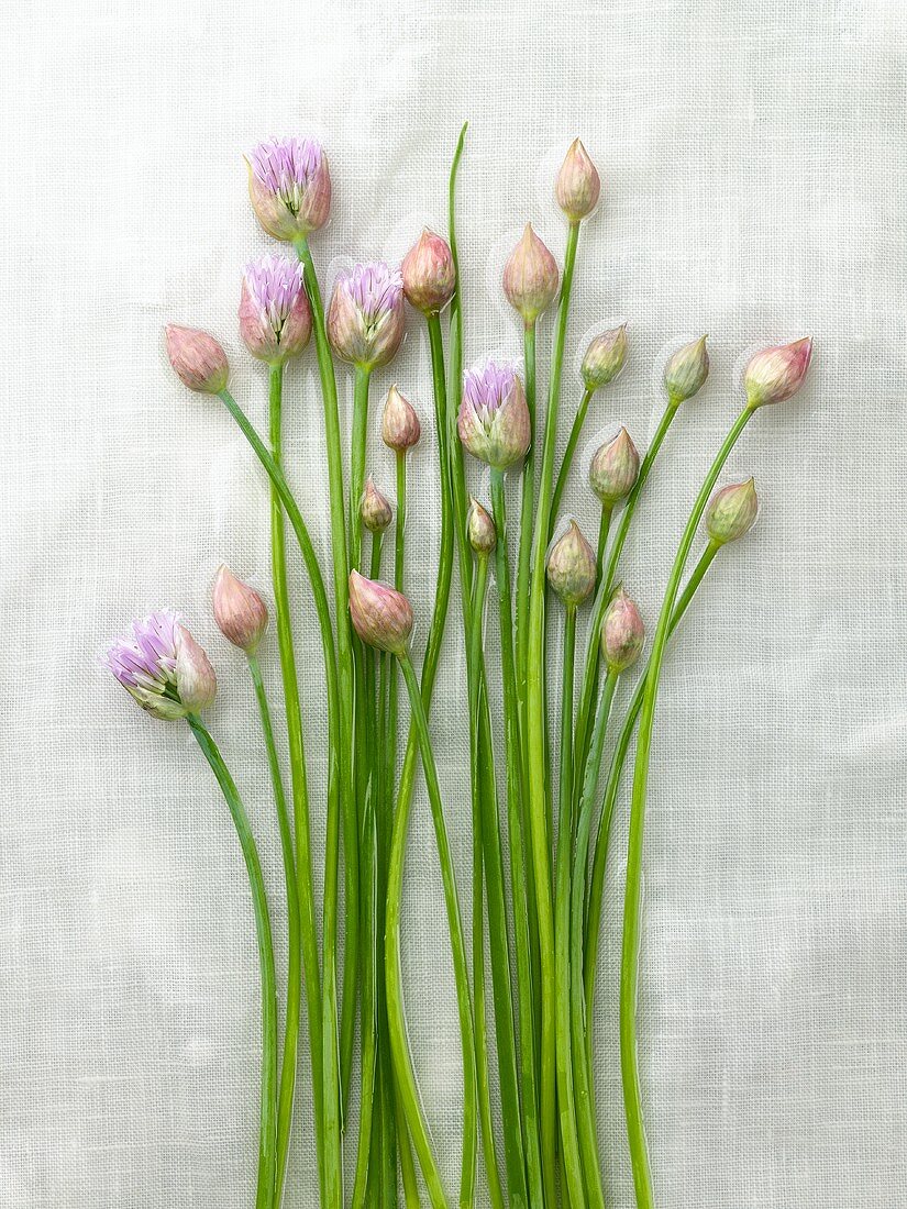 Chives with Blossoms