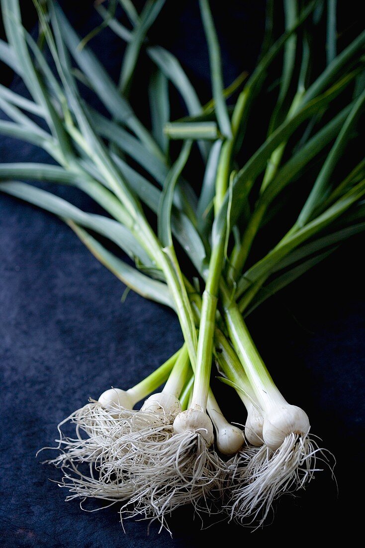 Fresh Green Garlic