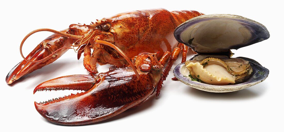 Lobster and Clam on a White Background