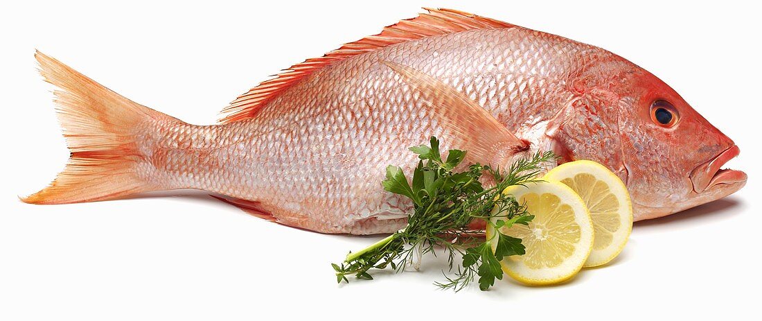 Red Snapper on White Background with Lemon