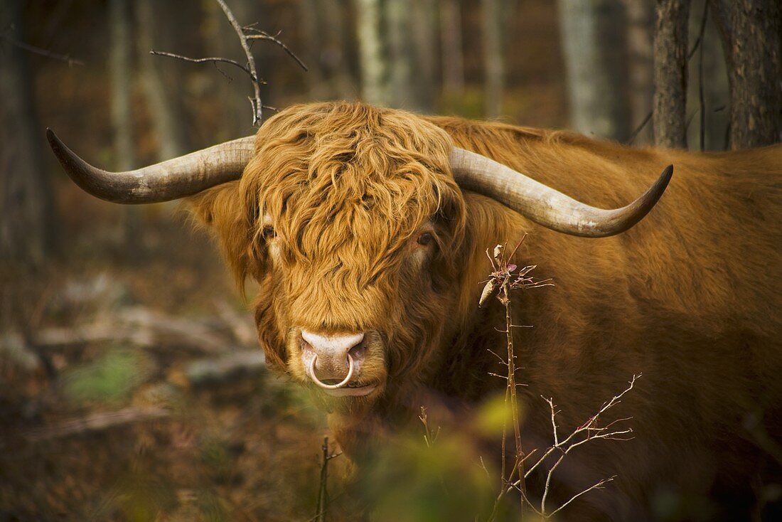 A Scottish Highland Cow