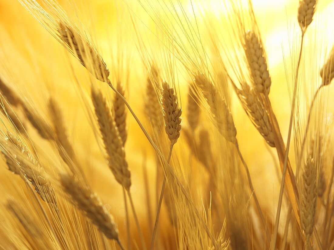 Wheat Field