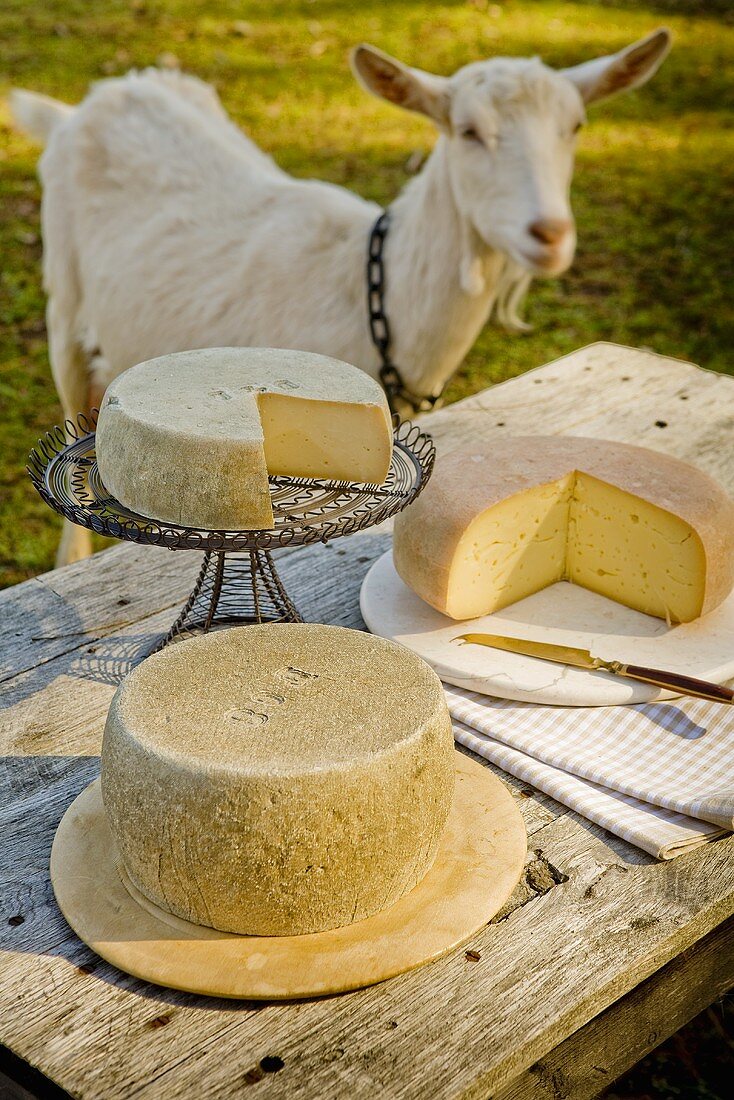 Three Assorted Cheeses on Outdoor Table; Goat