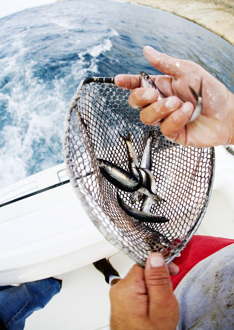 Beim Hochseefischen: Köderfische (Sardinen) im Kescher