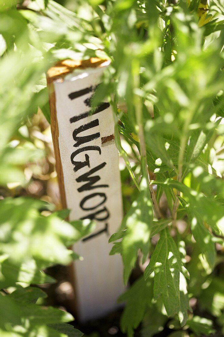 Beifuss mit Schild im Garten