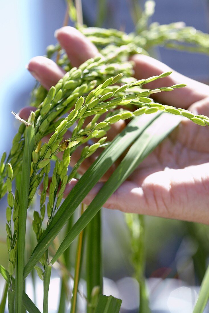 Hand prüft Reispflanze (Bio-Vollkornreis)