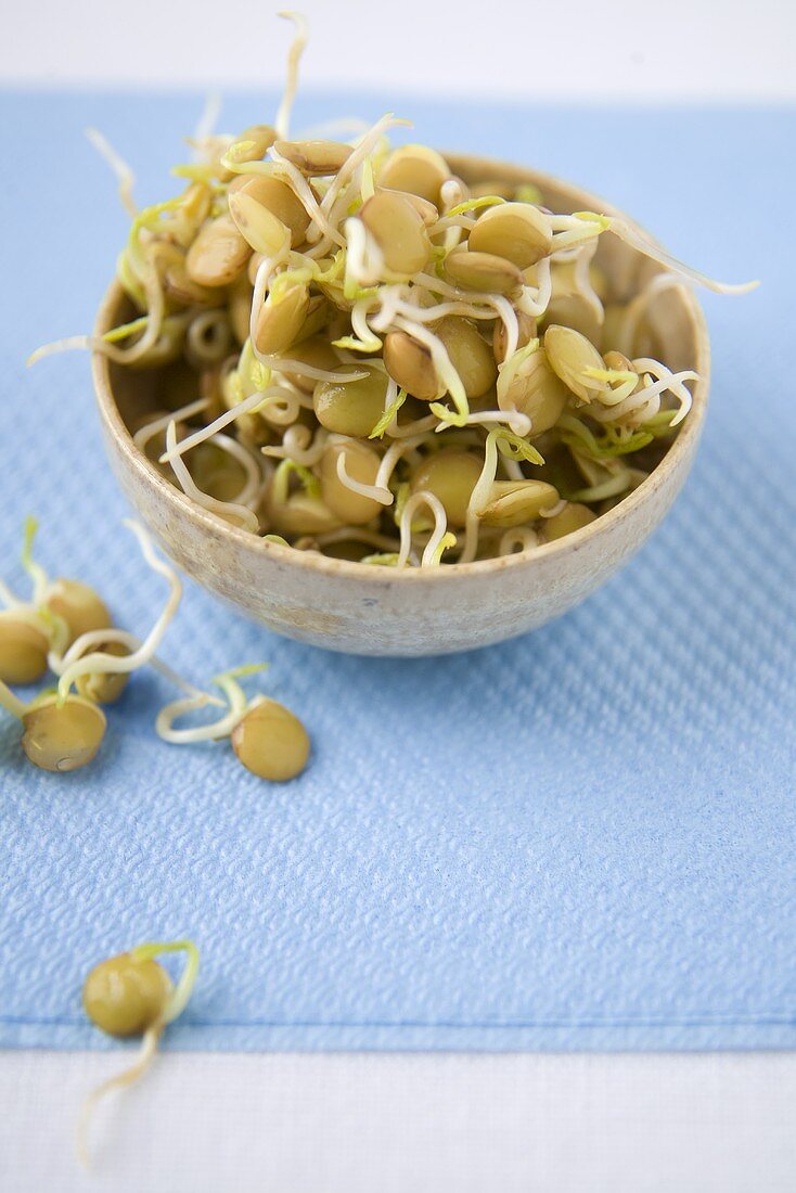 Small Bowl of Lentil Sprouts