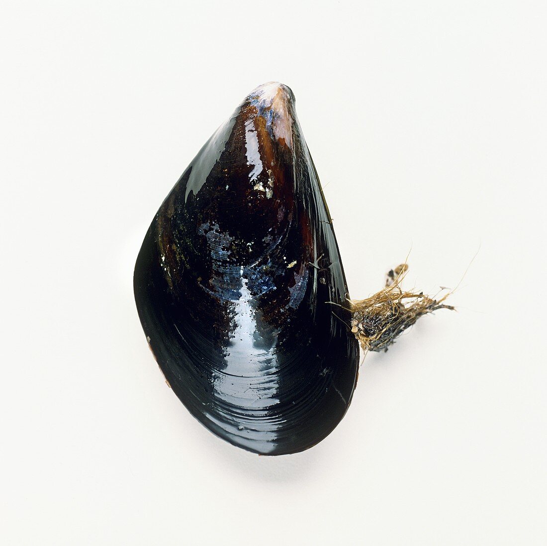 Fresh Mussel on White