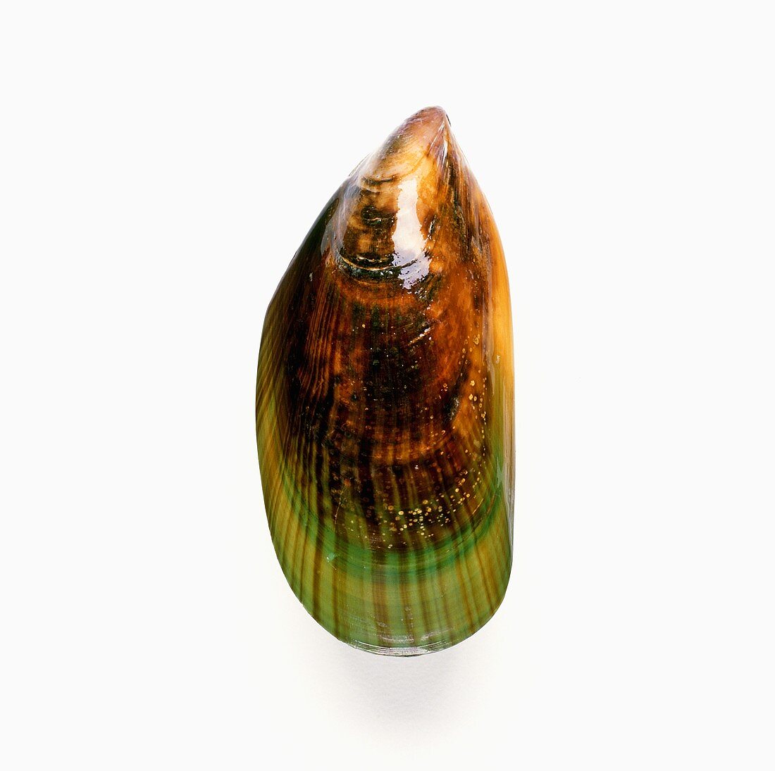 New Zealand Green Mussel on White