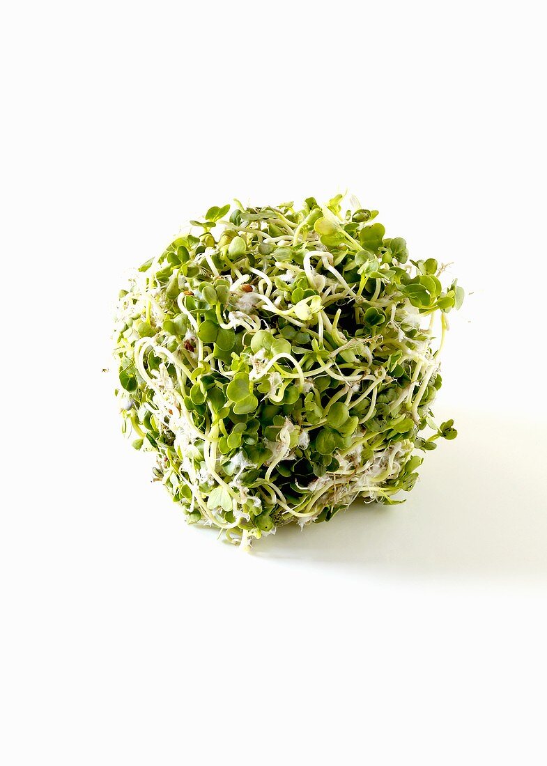 Ball of Sprouts on White
