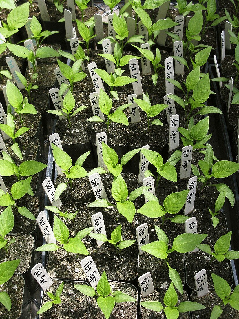 Many Bell Pepper Plants in Containers