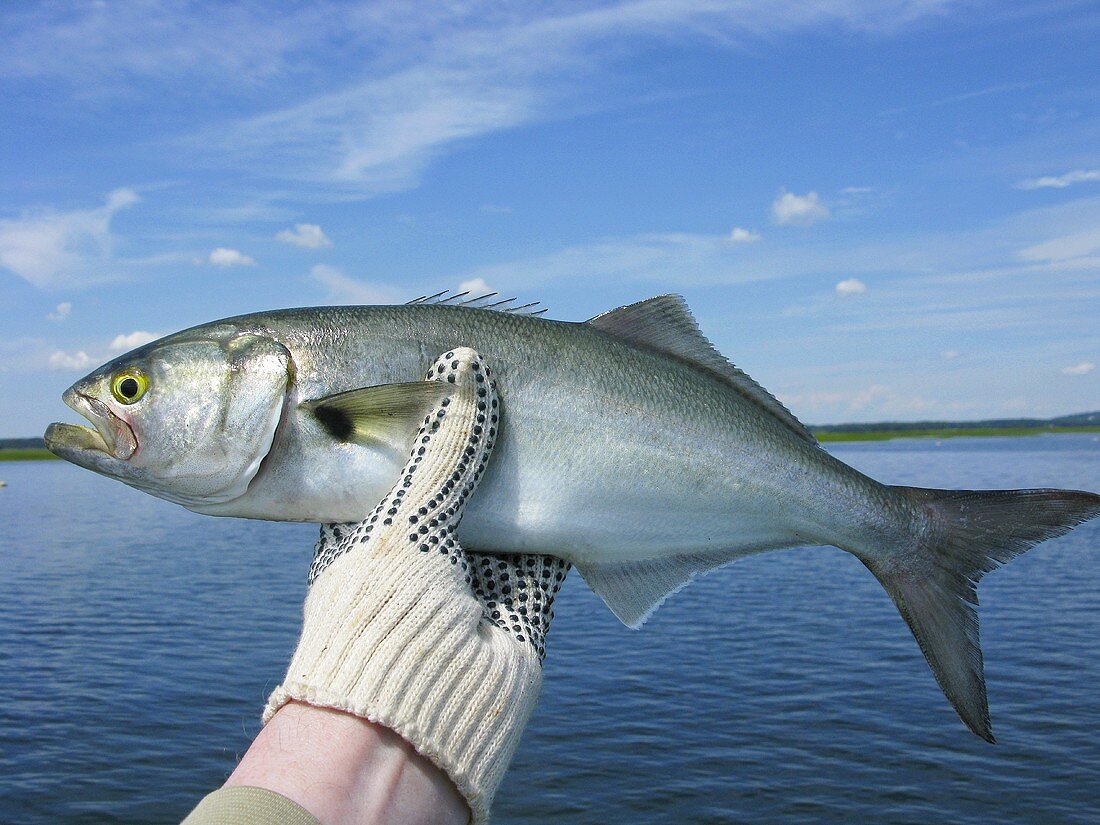 Hand hält frisch gefangenen lebendigen Blaufisch
