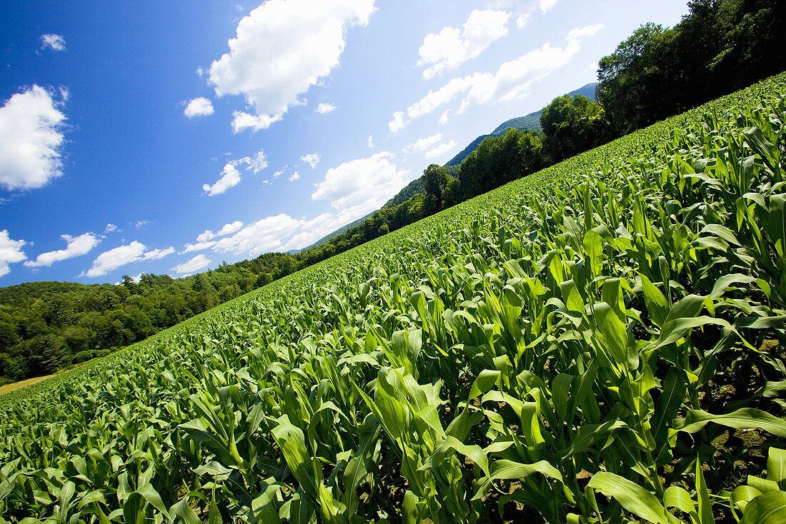 Corn Field in Vermont