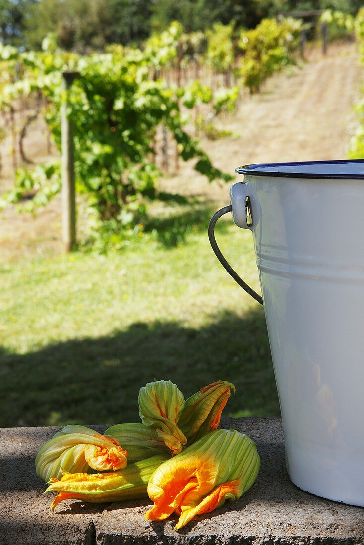 Zucchiniblüten mit Emaileimer