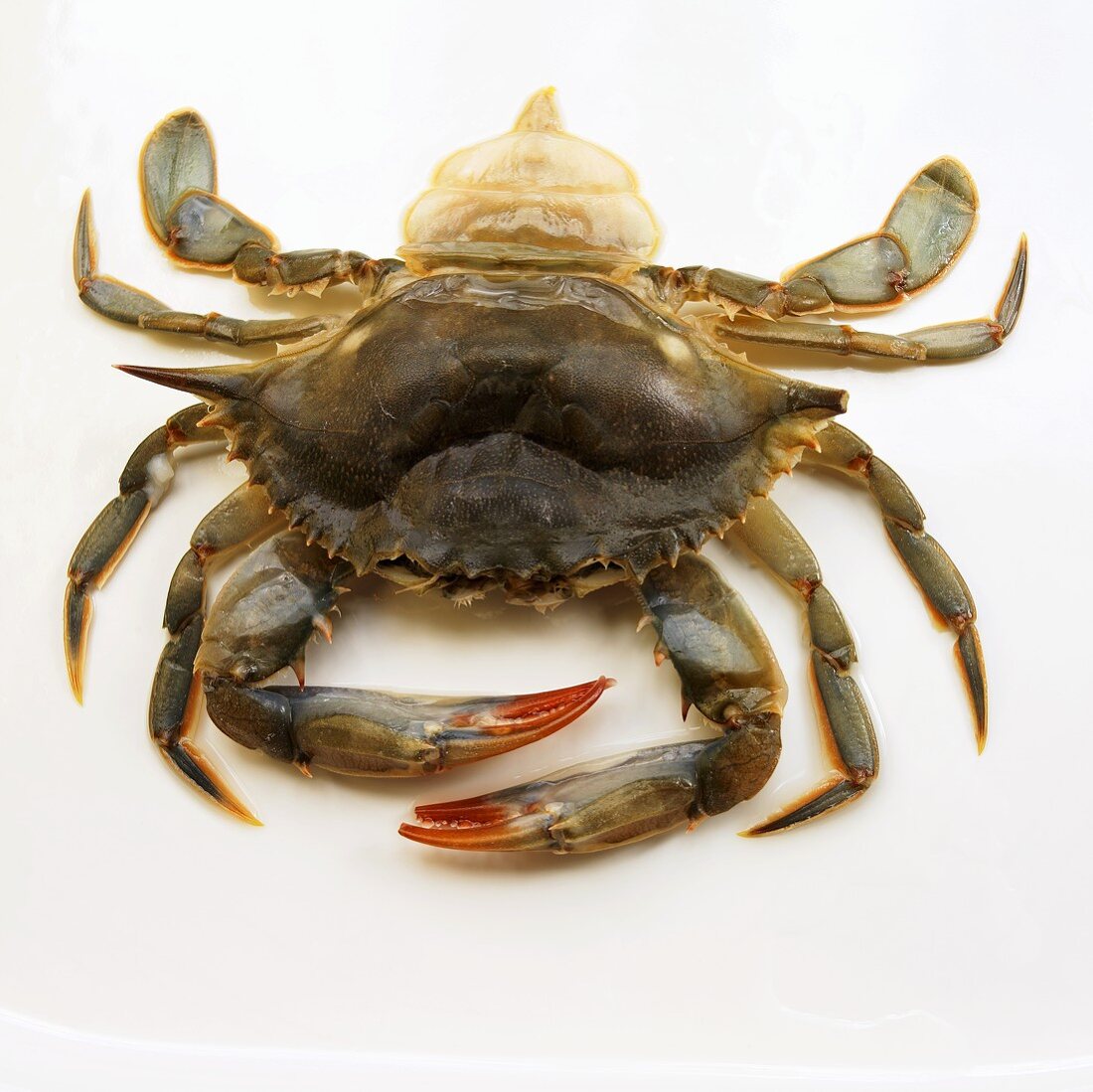 Soft Shell Crab (Butterkrebs)