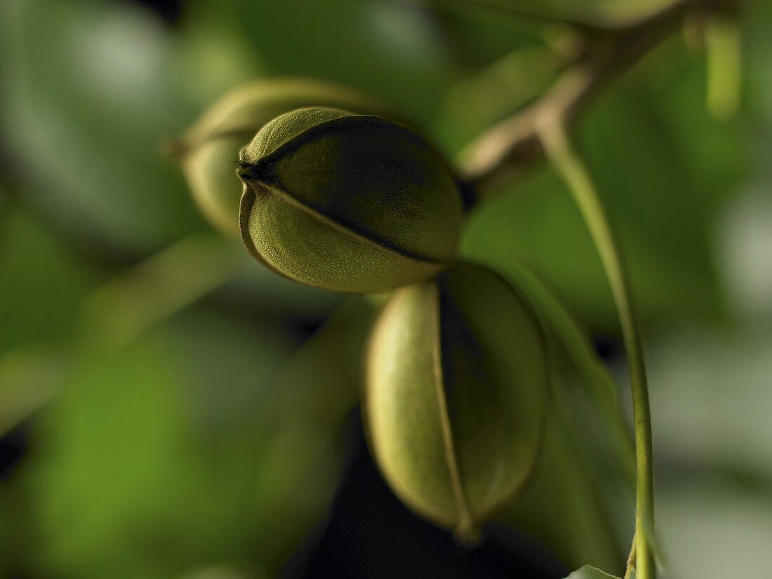 Pecans on Branch