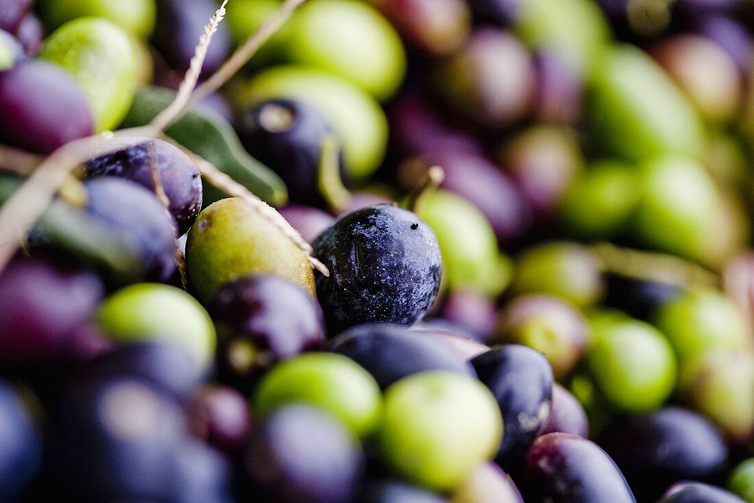 Grüne und schwarze Oliven aus der Toskana (bildfüllend)