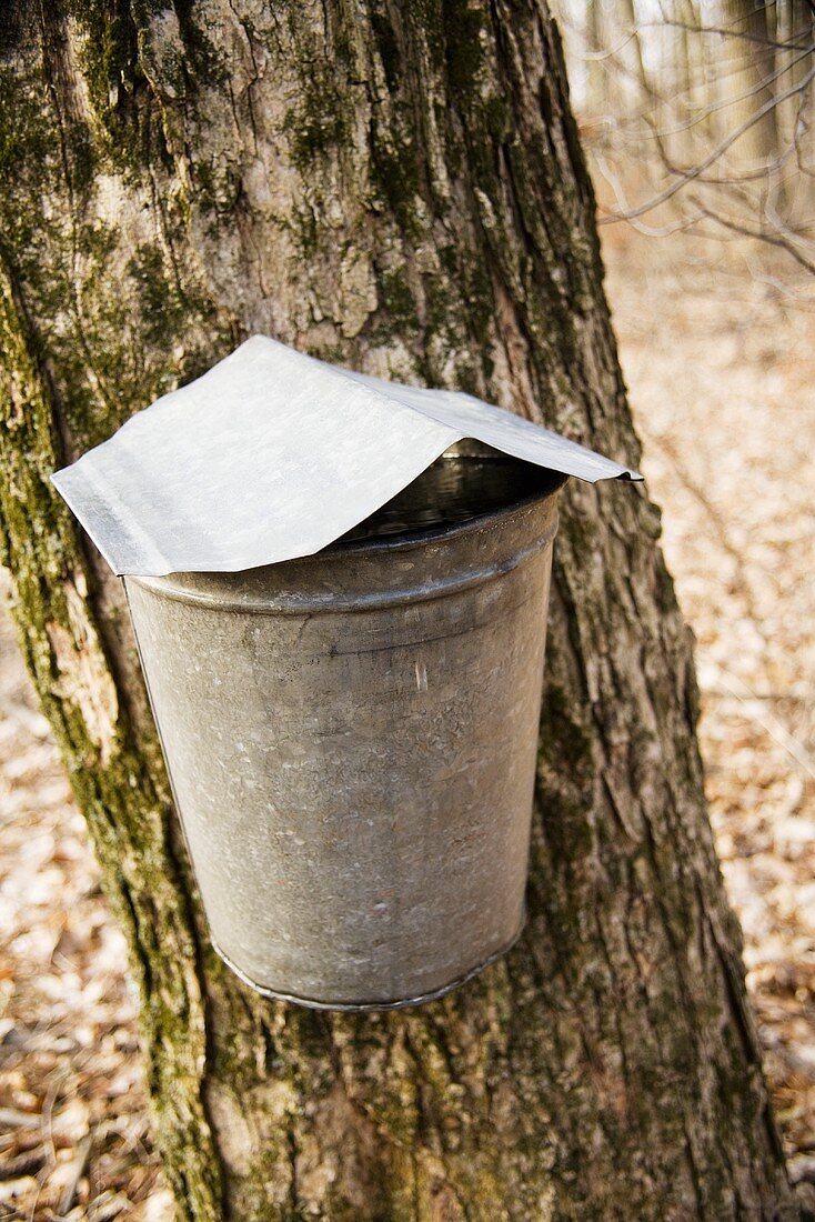 Blecheimer zur Gewinnung von Ahornsaft am Baum (Ohio)