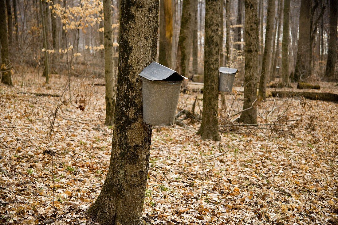 Blecheimer zur Gewinnung von Ahornsaft am Baum (Ohio)