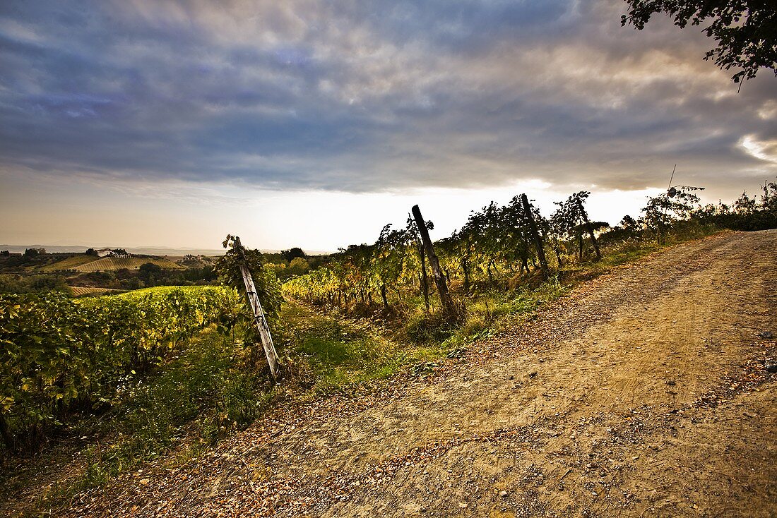 Weinberg in Italien mit bewölktem Himmel