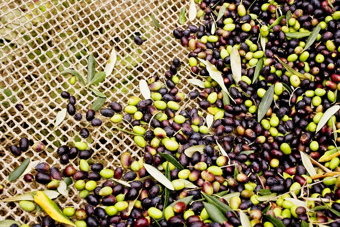 Oliven auf Netz (Olivenernte in der Toskana)
