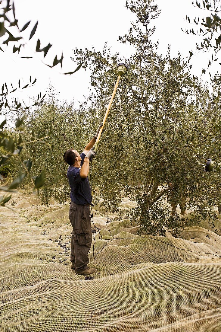 Mann erntet Oliven (Italien)