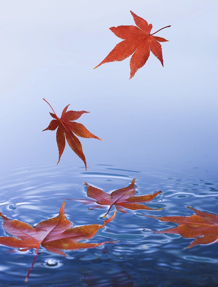 Ahornblätter fallen ins Wasser