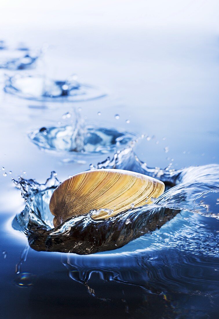 Clam Skipping Over Water; Water Splash