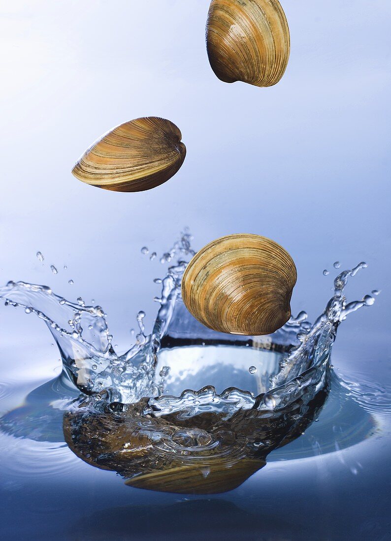 Clams fallen ins Wasser